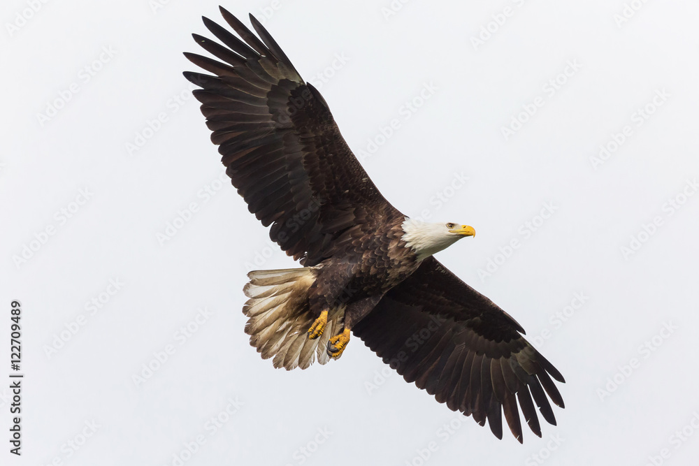 Fototapeta premium flying bald eagle