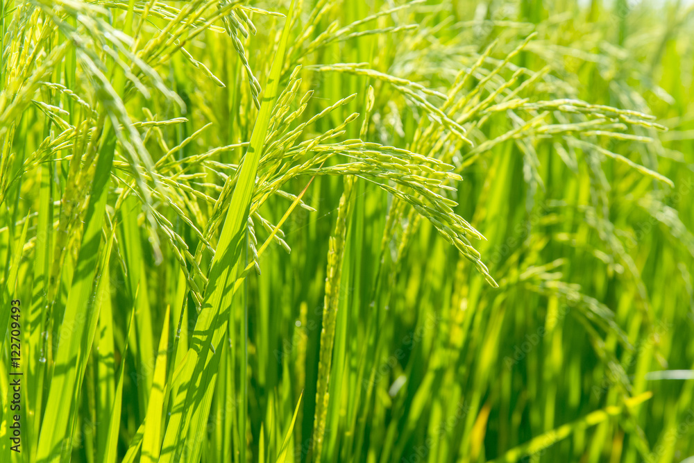 Paddy jasmine rice farm in Thailand ,Green rice fields Paddy jasmine rice farm in Thailand ,Green rice fields