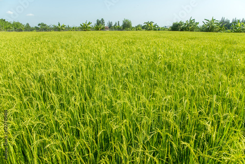 Paddy jasmine rice farm in Thailand ,Green rice fields