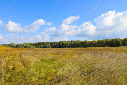 Landscape with wide meadow and green trees