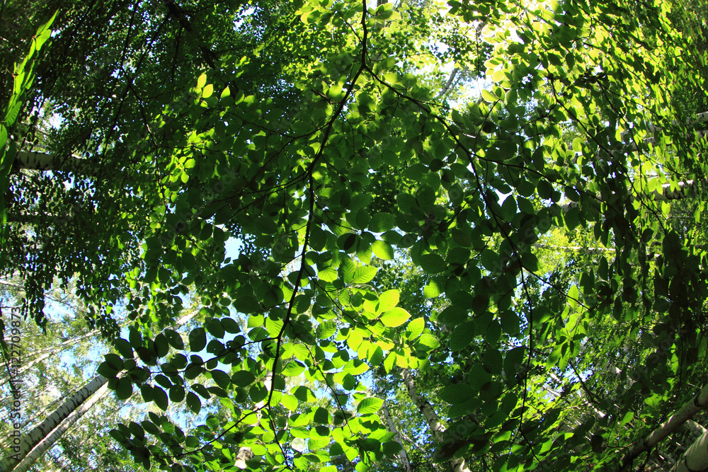 Fototapeta premium green dark forest