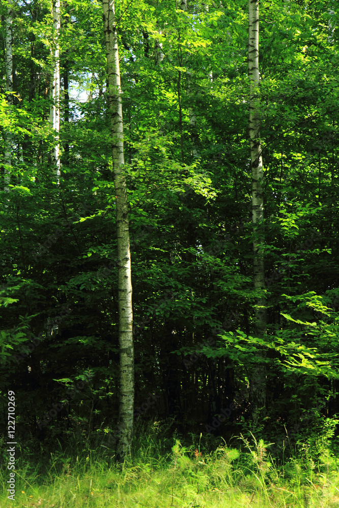 green dark forest green dark forest