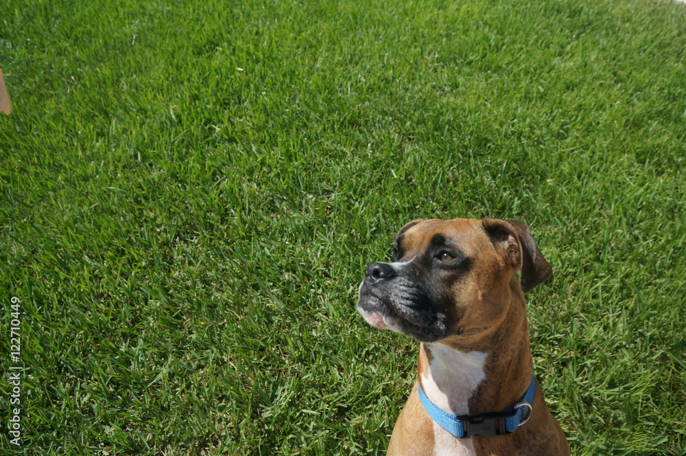 majestic dog head