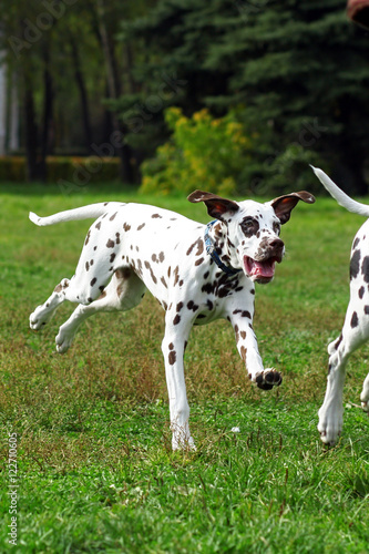 Grown Dalmatian puppy running around and playing in summer Park