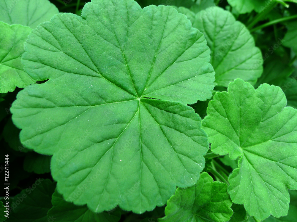 texture of Leave texture of Leave