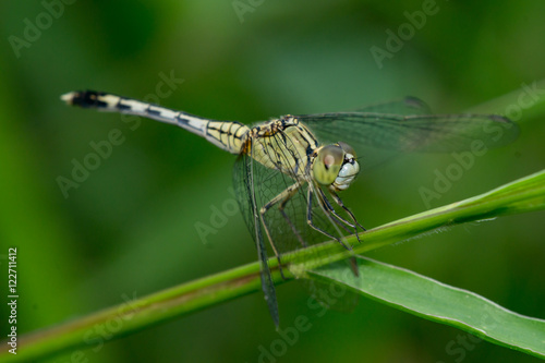 Green Marsh Hawk, Orthetrum sabina (Order: Odonata, Family: Libellulidae) on a grass © naaimzerox2