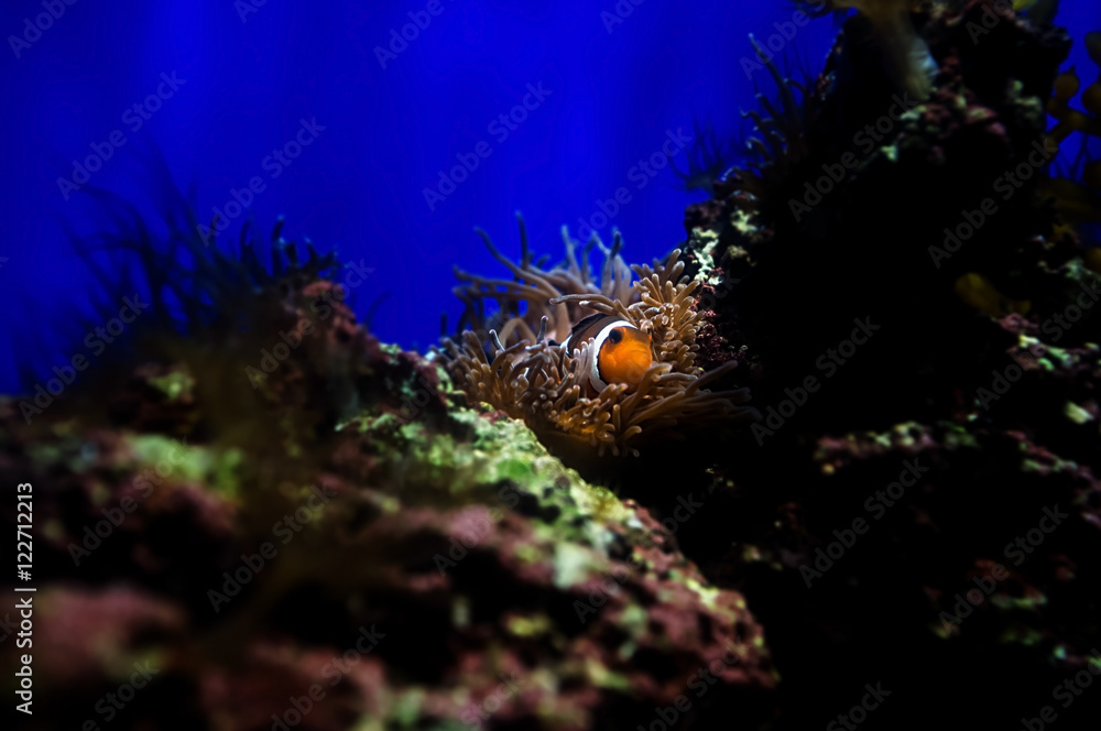Aquarium fish Aquarium fish