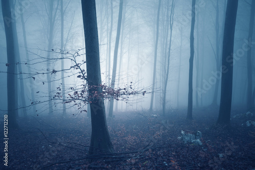 Dreamy blue colored foggy forest tree background. Fantasy colored autumn woodland. Color filter effect used.