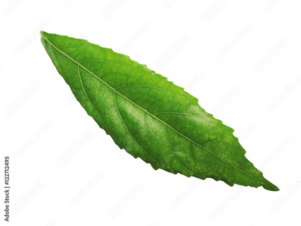 Obraz premium Odchodzi