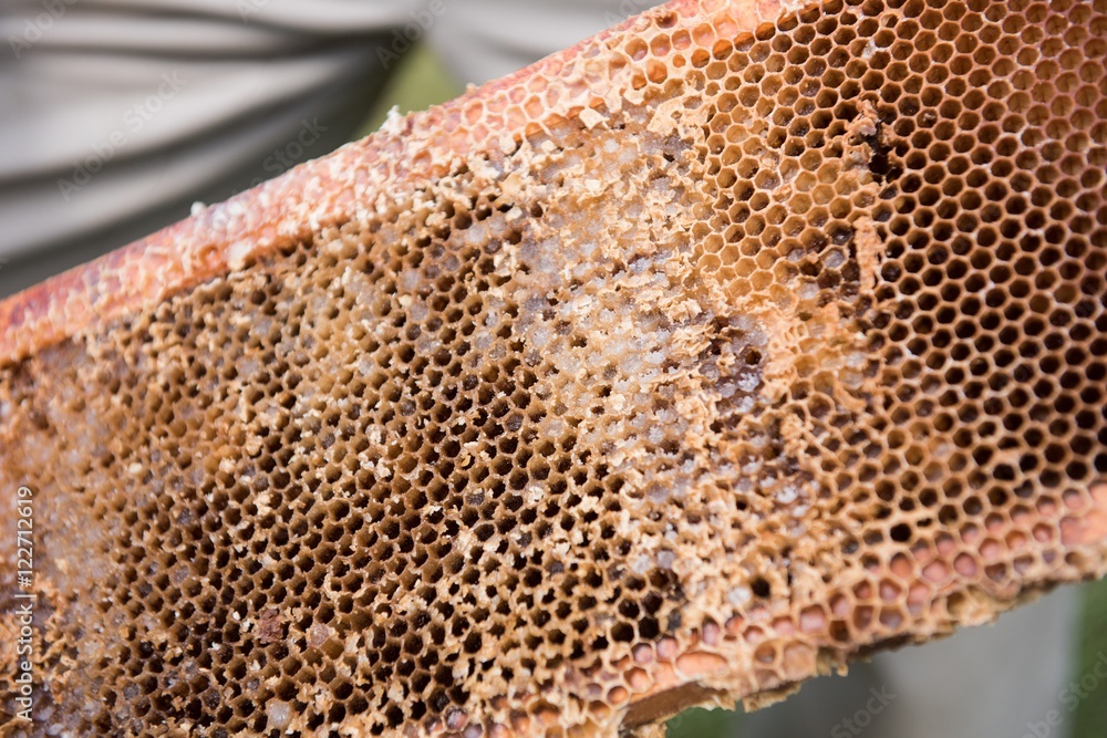 Beekeeper removing honeycomb from beehive Beekeeper removing honeycomb from beehive