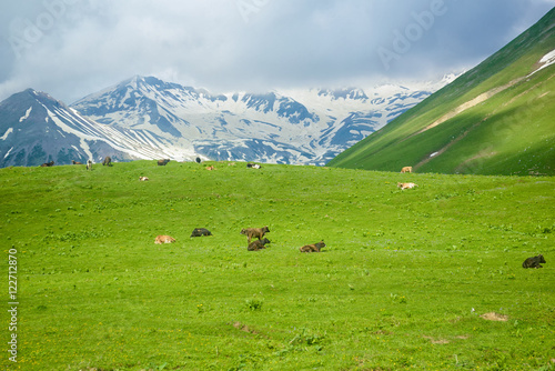 Cows grazing in the mountains © Евгений Кожухов
