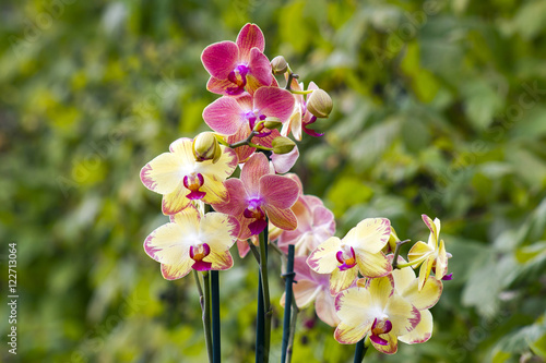 Fototapeta Naklejka Na Ścianę i Meble -  Beautiful orchid flowers- phalaenopsis