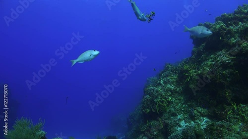 fish nibble parts of a coral, floating away underwater 