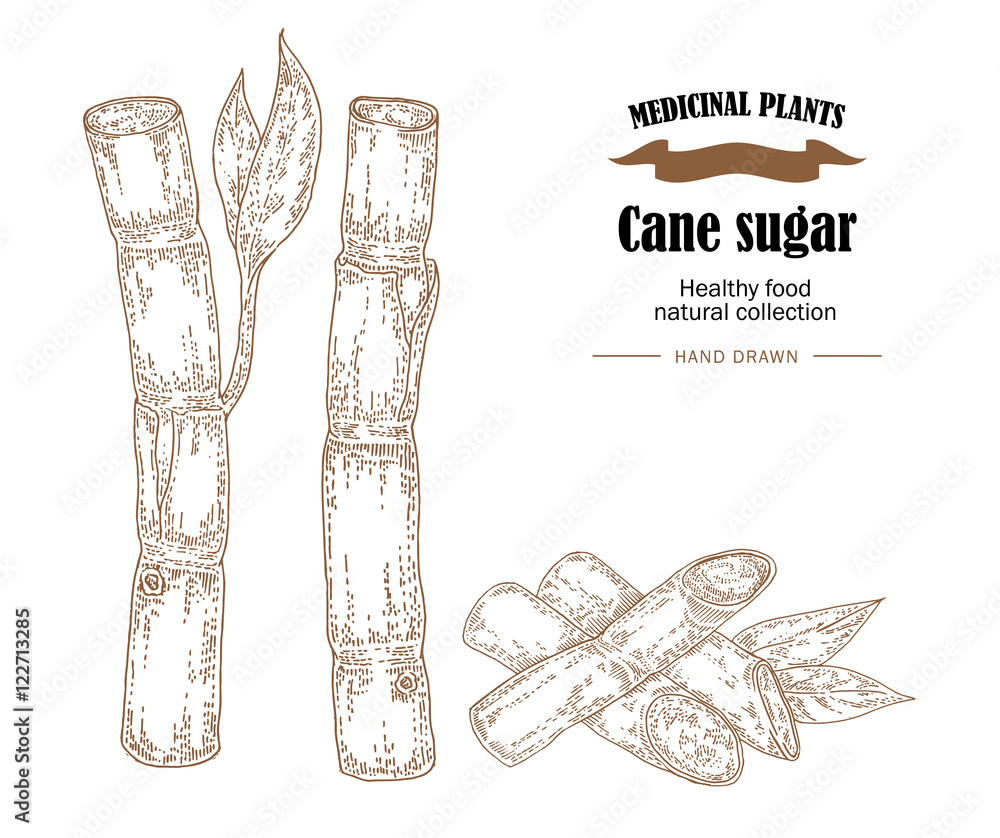 Fototapeta premium Cane sugar vector illustration. Hand drawn medicinal plants