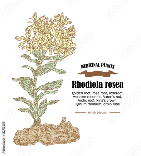 Rhodiola rosea or golden root vector illustration. Hand drawn medicinal plants