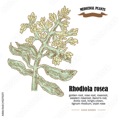 Rhodiola rosea or golden root vector illustration. Hand drawn medicinal  plants
