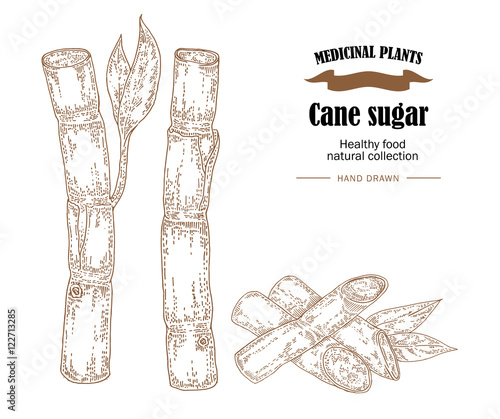 Cane sugar vector illustration. Hand drawn medicinal plants