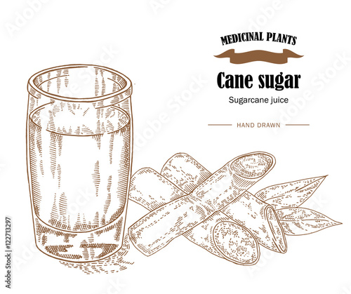 Cane sugar and raw cane juice vector illustration. Hand drawn medicinal plants