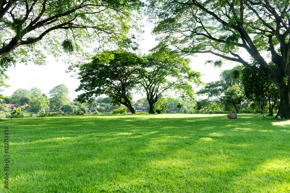 view of natural  tree and grass field