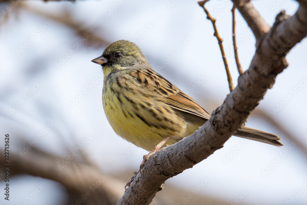 カワラヒワ カワラヒワ