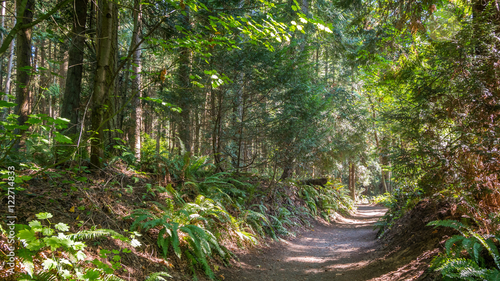 Fototapeta premium A path in the thick green forest. The sun's rays fall through the leaves. Bridle Trails State Park, WA