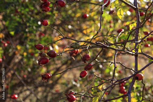 Árbol de otoño © mlsfotografia