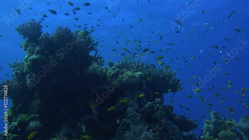 large swarms of colorful fish surround a natural coral reef