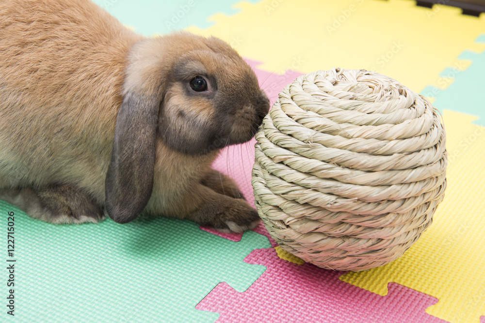 Naklejka premium わらの玉で遊ぶうさぎ
