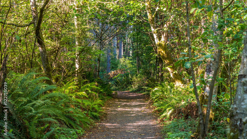 A path in the thick green forest. Green fern growing on the sides of the path. The sun's rays fall through the leaves. Bridle Trails State Park, WA A path in the thick green forest. Green fern growing on the sides of the path. The sun's rays fall through the leaves. Bridle Trails State Park, WA