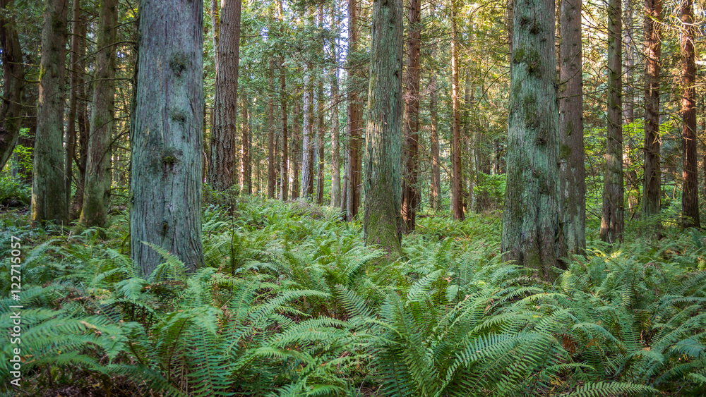 Fototapeta premium Green fern growing in the forest. Bridle Trails State Park, WA