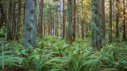 Green fern growing in the forest. Bridle Trails State Park, WA © khomlyak