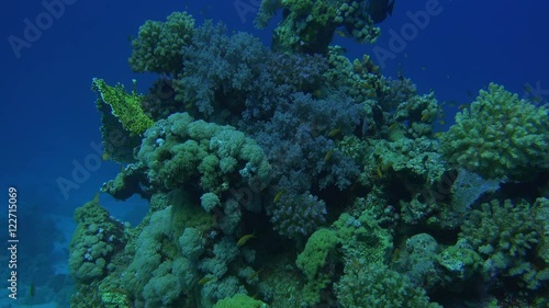 a school of fish swims around some beautiful corals