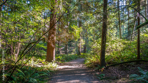 Vászonkép Amazing green forest