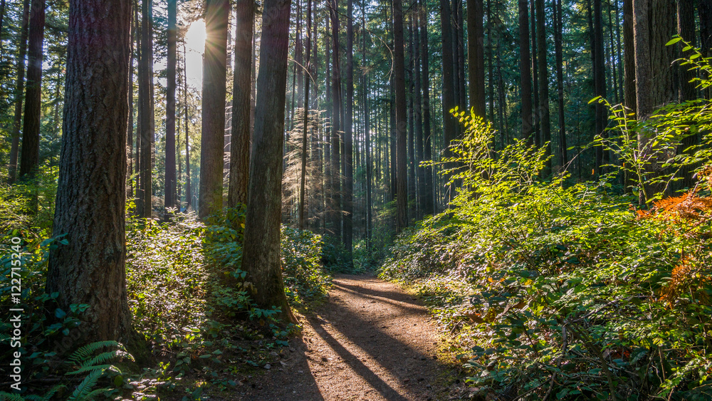 Fototapeta premium A path in the thick green forest. The sun's rays fall through the leaves. Bridle Trails State Park, WA