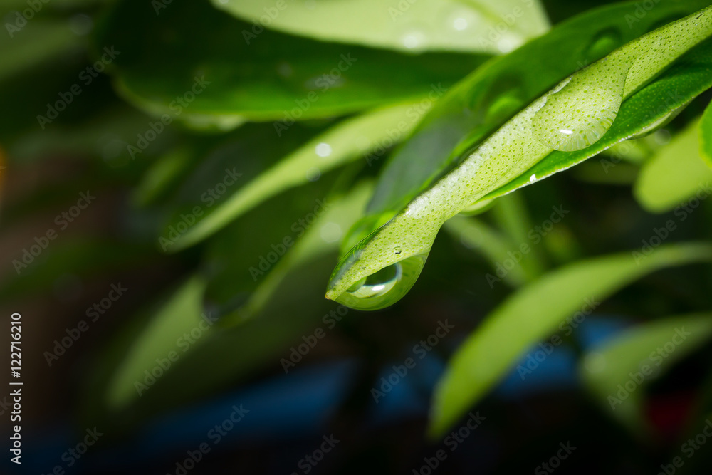 water on leaf water on leaf