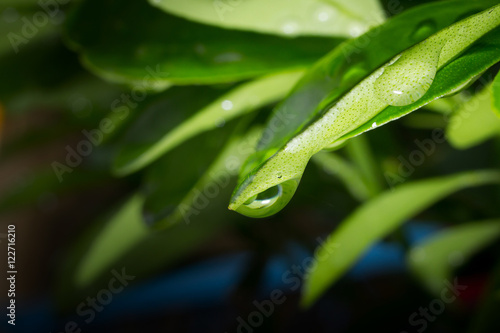 water on leaf 