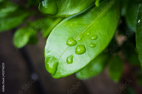 water on leaf 