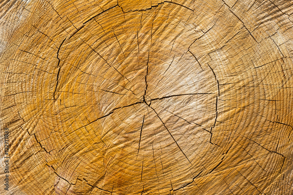 Naklejka premium cross section log texture