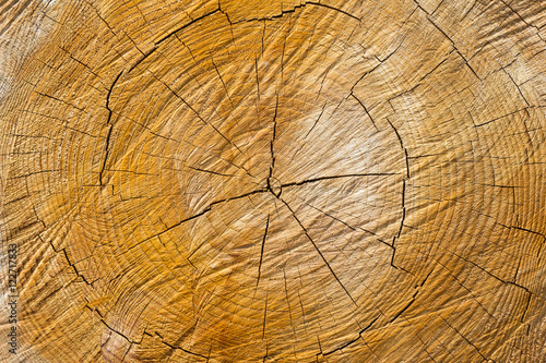 cross section log texture