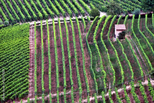 Alba, vineyards of langhe seen from La Morra