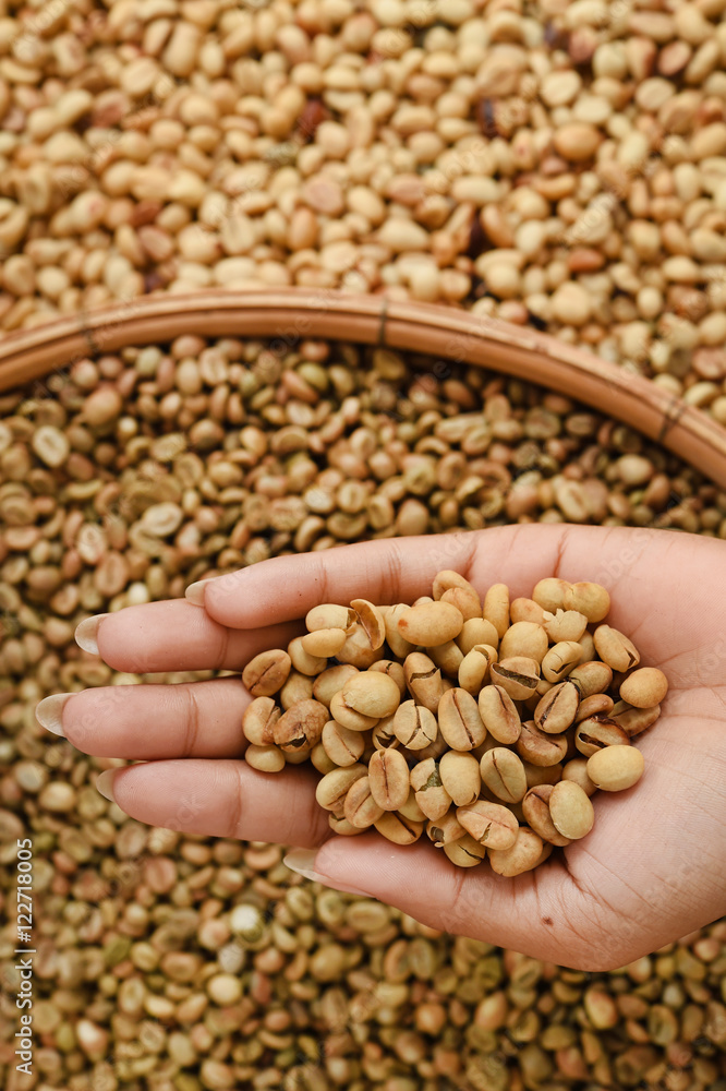 Close up of coffee beans on hand for background
