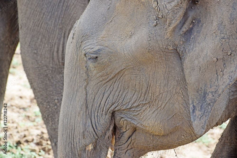 Fototapeta premium elephant