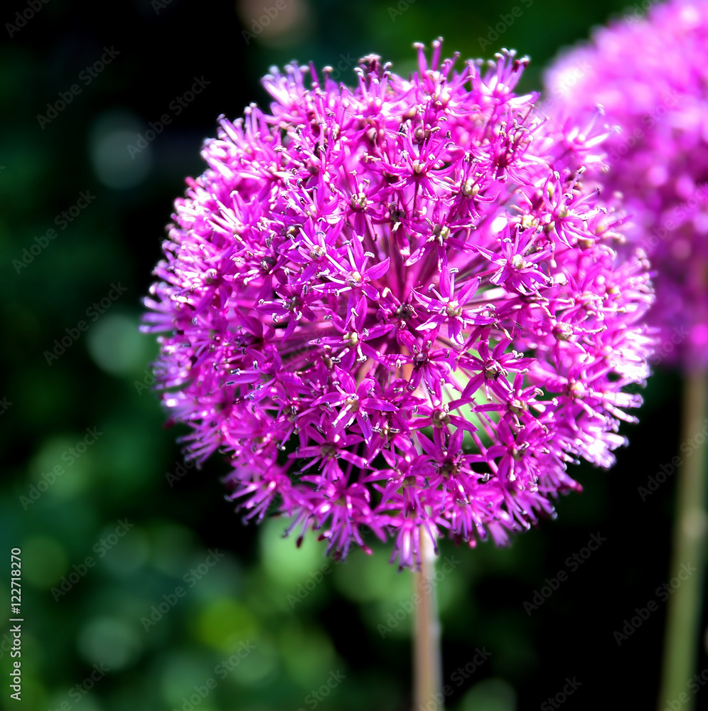 Purple onion flower (allium giganteum), ornamental garden plant. Purple onion flower (allium giganteum), ornamental garden plant.