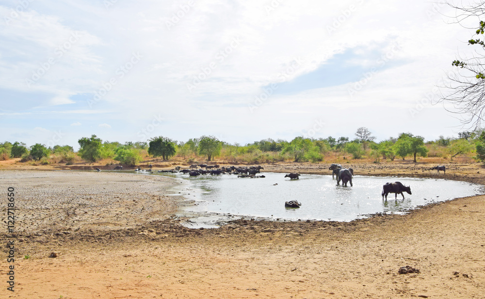 elephants and water buffalos taking a bath