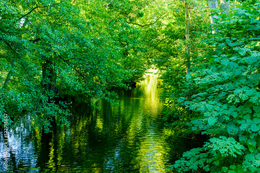 Obraz premium Calm river in woodland. Tree canopies shade the water and creates a small tunnel of vegetation. Sunlight shine through at the end of the green tunnel. The river Morrumsan in Sweden.