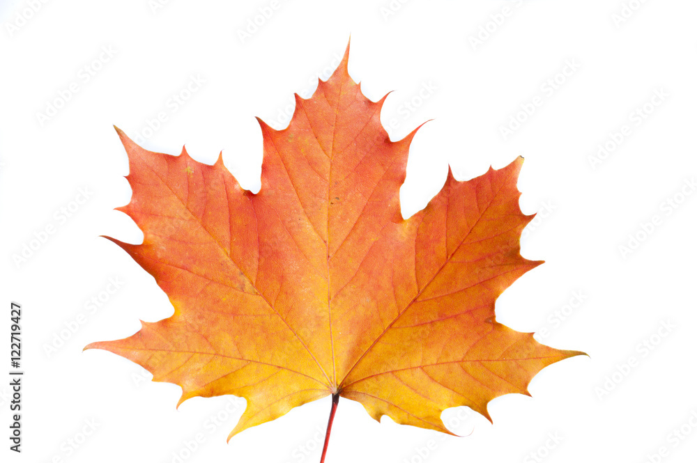 Herbst und Herbstlaub mit Ahornblatt isoliert Herbst und Herbstlaub mit Ahornblatt isoliert