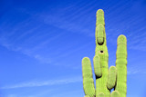 Green saguaro desert cactus on a blue sky with room for copy space
