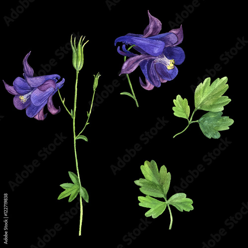 vector set of watercolor drawing delphinium flowers
