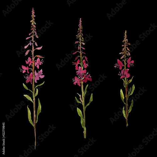 vector watercolor drawing flowers of willow herbs