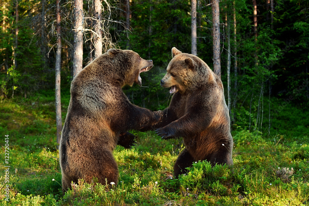 bear fight. bears fighting. animal fight. Stock Photo | Adobe Stock